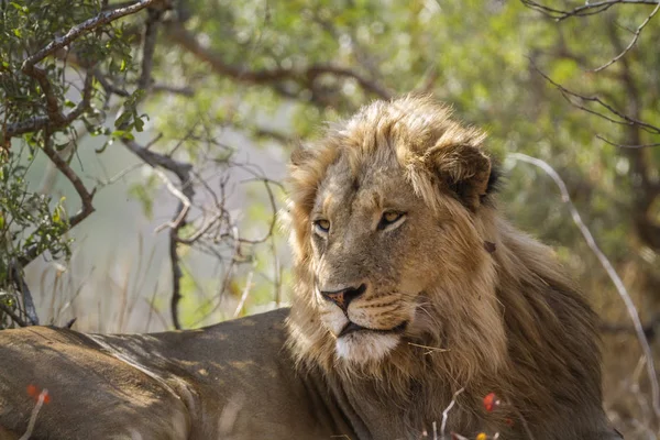 Afrika Aslanı Kruger Ulusal Parkı Güney Afrika Specie Panthera Leo — Stok fotoğraf