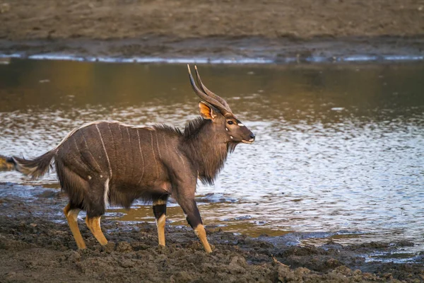 Kruger Ulusal Parkı Güney Afrika Nyala Bovidae Familyasından Specie Tragelaphus — Stok fotoğraf