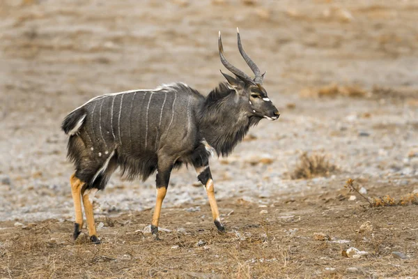 Nyala Parku Narodowym Kruger Republika Południowej Afryki Gatunek Tragelaphus Angasii — Zdjęcie stockowe