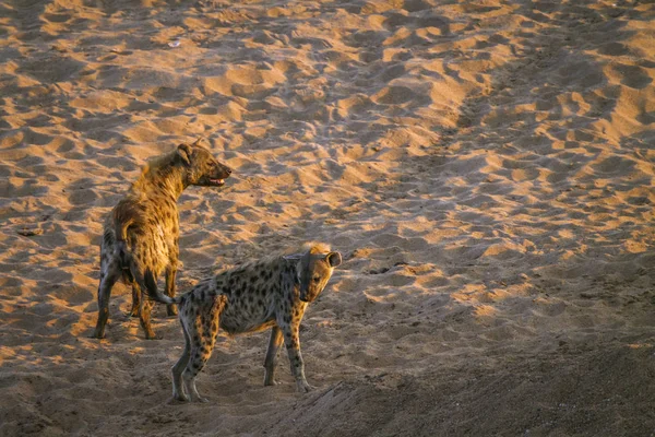 Gevlekte Hyaena Kruger National Park Zuid Afrika Specie Crocuta Crocuta — Stockfoto