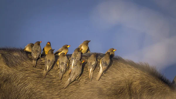 Gul Faktureras Oxhackare Kruger National Park Sydafrika Specie Buphagus Africanus — Stockfoto