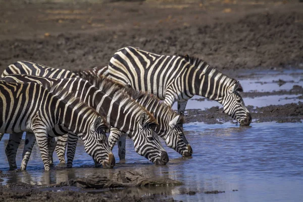 Zèbre Des Plaines Dans Parc National Kruger Afrique Sud Famille — Photo