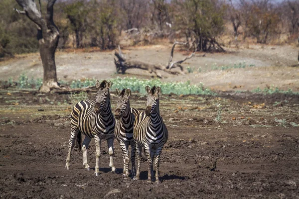 Alföldi Zebra Kruger Nemzeti Park Dél Afrika Specie Equus Quagga — Stock Fotó