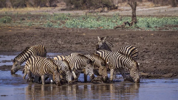 Alföldi Zebra Kruger Nemzeti Park Dél Afrika Specie Equus Quagga — Stock Fotó