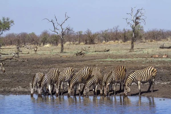 Ovalar Zebra Kruger National Park Güney Afrika Için Atgiller Nakit — Stok fotoğraf