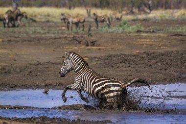 Ovalar zebra Kruger National park, Güney Afrika için; Atgiller nakit Equus quagga burchellii ailesi