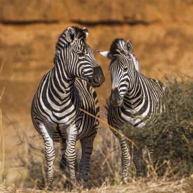 Ovalar zebra Kruger National park, Güney Afrika için; Atgiller nakit Equus quagga burchellii ailesi