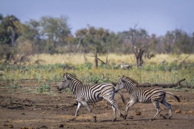 Ovalar zebra Kruger National park, Güney Afrika için; Atgiller nakit Equus quagga burchellii ailesi