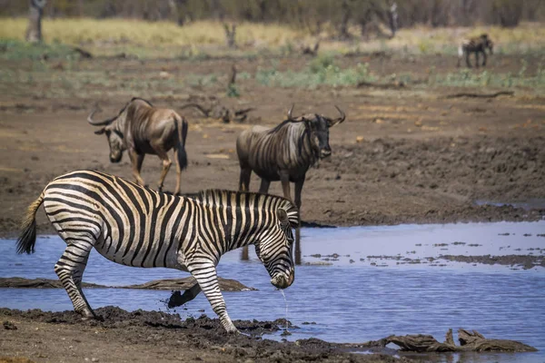 Alföldi Zebra Kruger Nemzeti Park Dél Afrika Specie Equus Quagga — Stock Fotó
