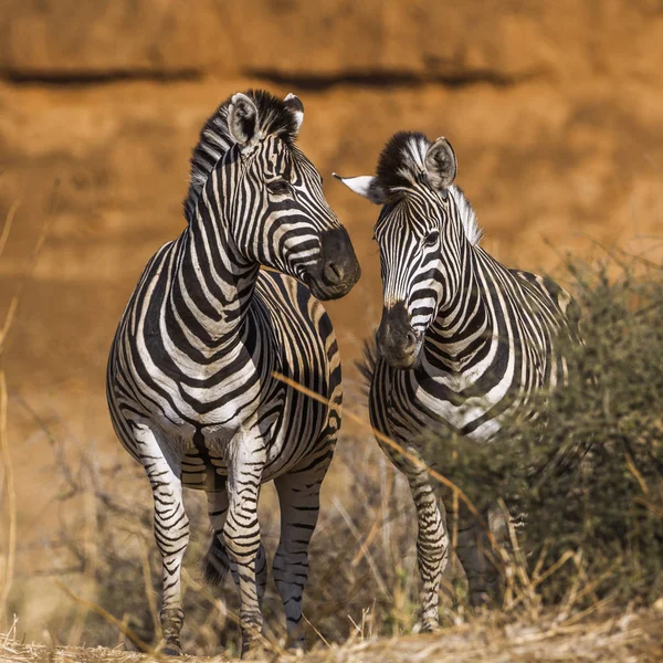 Zebra Das Planícies Parque Nacional Kruger África Sul Espécie Equus — Fotografia de Stock