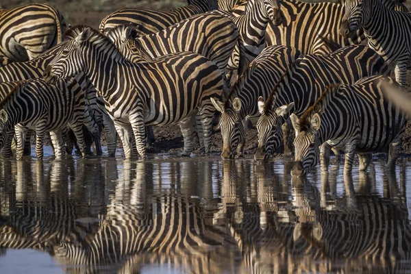 Steppezebra Kruger National Park Zuid Afrika Specie Equus Quagga Burchellii — Stockfoto