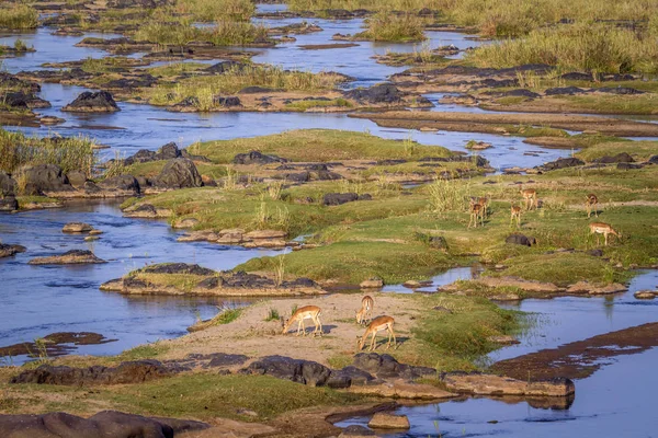 Common Impala Kruger National Park Jihoafrická Republika Specie Aepyceros Melampus — Stock fotografie