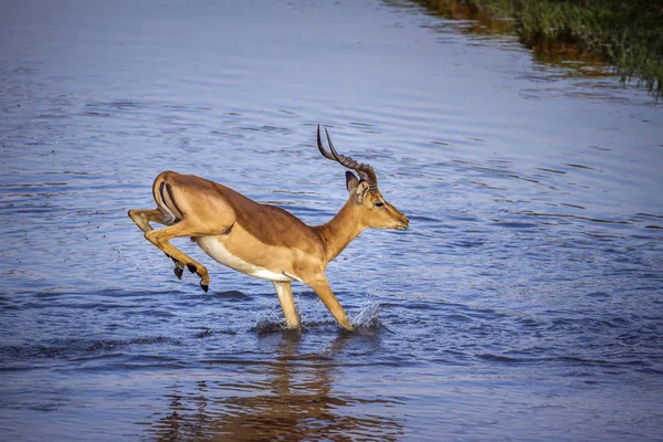 Kruger Ulusal Parkı Güney Afrika Yaygın Impala Bovidae Familyasından Specie — Stok fotoğraf