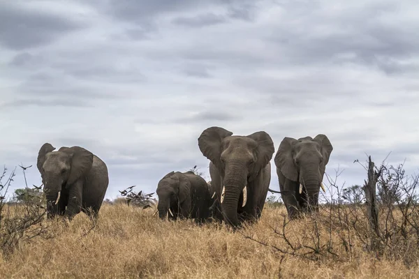 Elefante Mato Africano Parque Nacional Kruger África Sul Espécie Loxodonta — Fotografia de Stock