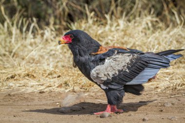 Bateleur kartal Kruger National park, Güney Afrika için; Nakit Terathopius ecaudatus ailesi türü