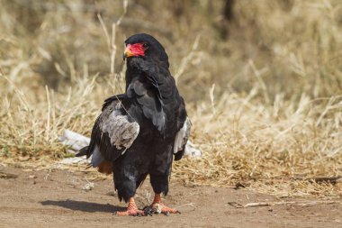 Bateleur kartal Kruger National park, Güney Afrika için; Nakit Terathopius ecaudatus ailesi türü