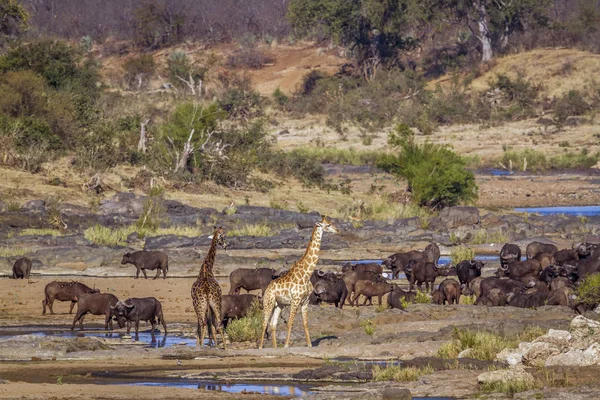 Żyrafa Bawół Afrykański Kruger National Park Afryka Południowa Specie Giraffa — Zdjęcie stockowe