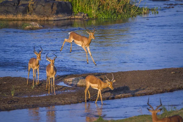 Common Impala Национальном Парке Крюгера Южная Африка Specie Aepyceros Melampus — стоковое фото