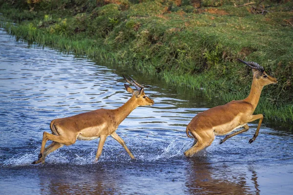 Wspólna Impala Parku Narodowym Kruger Republika Południowej Afryki Gatunek Aepyceros — Zdjęcie stockowe