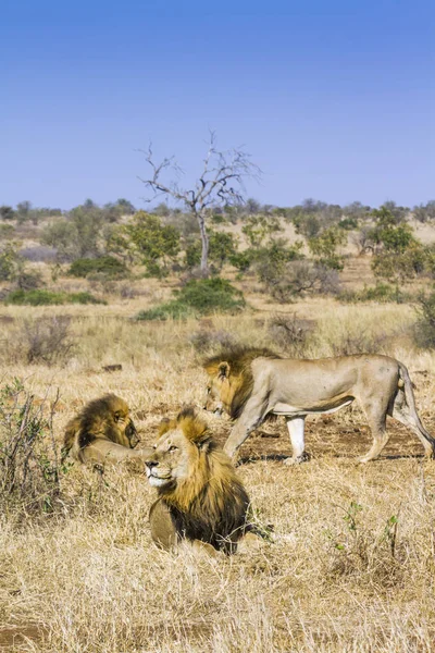 Lew Afrykański Parku Narodowym Kruger Republika Południowej Afryki Gatunek Panthera — Zdjęcie stockowe