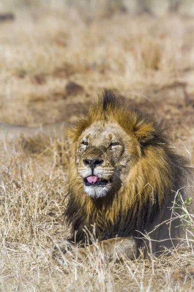 在南非克鲁格国家公园的非洲狮子 Felidae的Panthera Leo家族 — 图库照片