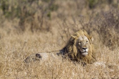 Afrika aslanı Kruger Ulusal Parkı, Güney Afrika; Specie Panthera leo ailesi Felidae