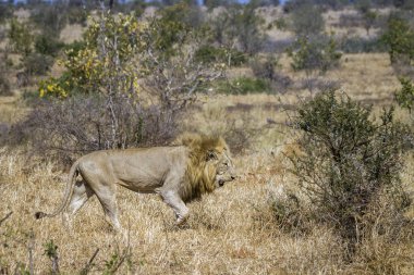 Afrika aslanı Kruger Ulusal Parkı, Güney Afrika; Specie Panthera leo ailesi Felidae