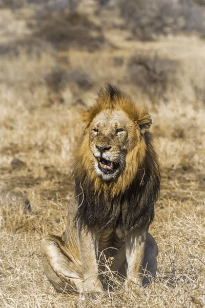 Afrikanischer Löwe Krüger Nationalpark Südafrika Familie Panthera Leo Von Felidae — Stockfoto