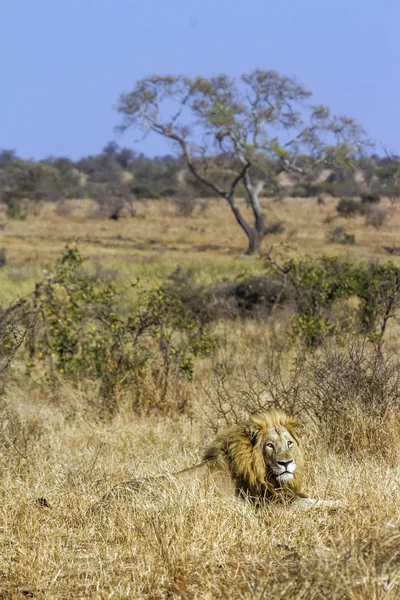 Αφρικανικό Λιοντάρι Στο Εθνικό Πάρκο Kruger Νότια Αφρική Οικογένεια Felidae — Φωτογραφία Αρχείου