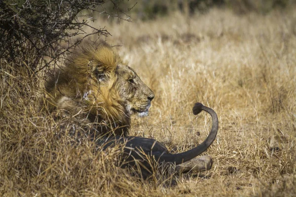 Lew Afrykański Parku Narodowym Kruger Republika Południowej Afryki Gatunek Panthera — Zdjęcie stockowe