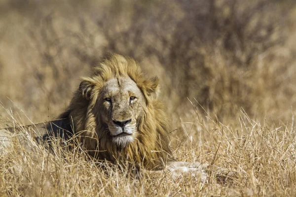 Lew Afrykański Parku Narodowym Kruger Republika Południowej Afryki Gatunek Panthera — Zdjęcie stockowe