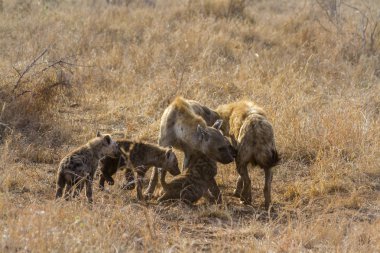 Benekli hyaena Kruger National park, Güney Afrika için; Nakit Crocuta crocuta ailesi Hyaenidae