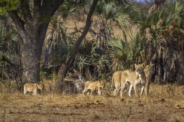 León Africano Parque Nacional Kruger Sudáfrica Especie Panthera Leo Familia —  Fotos de Stock