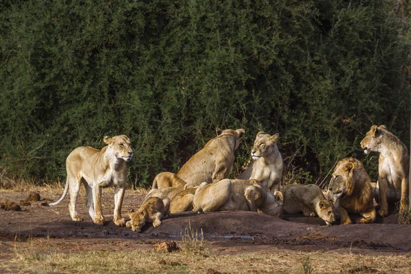 León Africano Parque Nacional Kruger Sudáfrica Especie Panthera Leo Familia — Foto de Stock