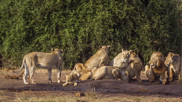 León Africano Parque Nacional Kruger Sudáfrica Especie Panthera Leo Familia — Foto de Stock