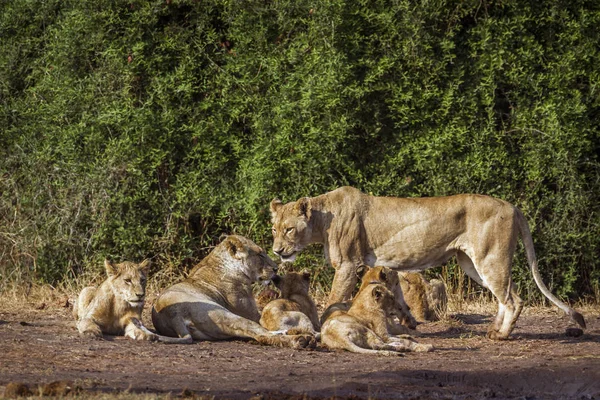 Africký Lev Národním Parku Kruger Jihoafrická Republika Druh Panthera Leo — Stock fotografie