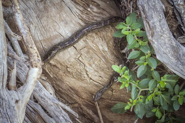 南非克鲁格国家公园的非洲岩石巨蟒 毕达尼达的特殊 Python Sebae — 图库照片