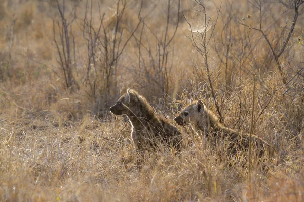 Spotted Hyaena Στο Εθνικό Πάρκο Κρούγκερ Νότια Αφρική Specie Οικογένεια — Φωτογραφία Αρχείου