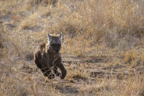 Iena Maculata Nel Parco Nazionale Kruger Sudafrica Famiglia Hyaenidae Specie — Foto Stock