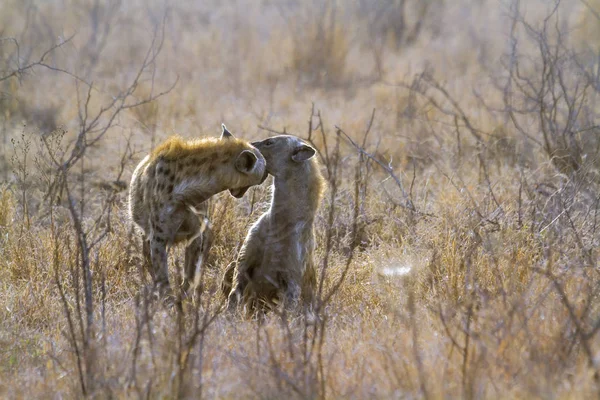 Hiaena Manchada Parque Nacional Kruger África Sul Espécie Crocuta Crocuta — Fotografia de Stock