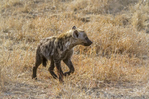 Foltos Hiéna Kruger Nemzeti Park Dél Afrika Specie Crocuta Crocuta — Stock Fotó