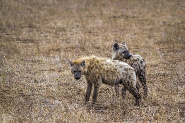 Benekli hyaena Kruger National park, Güney Afrika için; Nakit Crocuta crocuta ailesi Hyaenidae