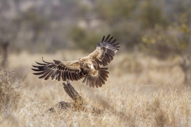 Wahlberg s kartal Kruger National park, Güney Afrika için; Nakit Hieraaetus wahlbergi ailesi türü