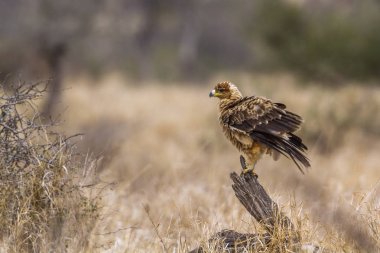 Wahlberg s kartal Kruger National park, Güney Afrika için; Nakit Hieraaetus wahlbergi ailesi türü