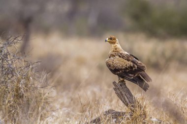 Wahlberg s kartal Kruger National park, Güney Afrika için; Nakit Hieraaetus wahlbergi ailesi türü