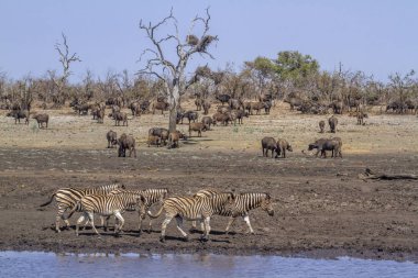 Ovalar zebra Kruger National park, Güney Afrika için; Atgiller nakit Equus quagga burchellii ailesi