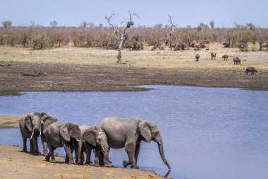 Afrika bush fil Kruger National park, Güney Afrika için; Nakit Loxodonta africana ailesi fil