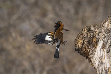 Kruger National park, Güney Afrika Afrika ibibik; Upupidae nakit Upupa africana ailesi