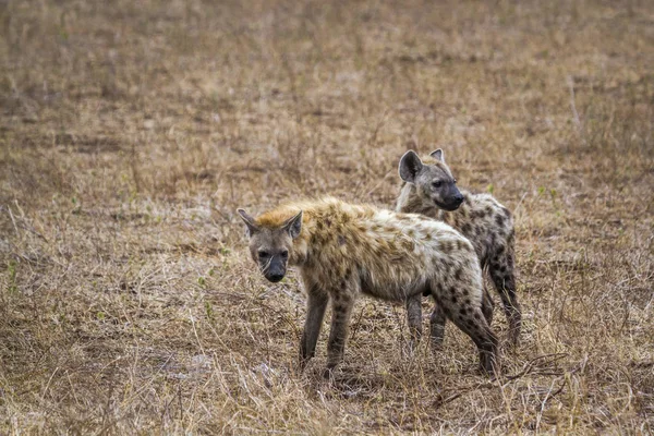 Fläckig Hyaena Kruger National Park Sydafrika Specie Crocuta Crocuta Familj — Stockfoto