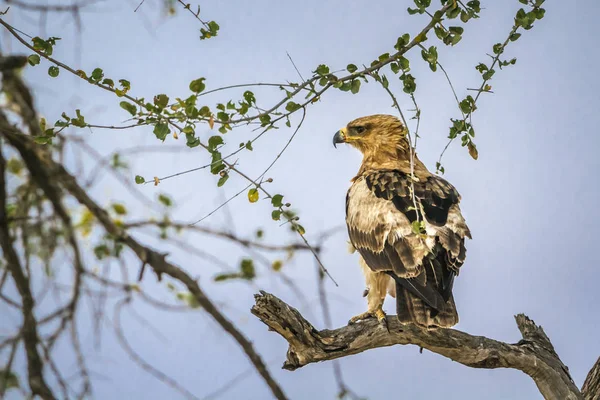 沃尔伯格的老鹰在克鲁格国家公园 Accipitridae Hieraaetus Wahlbergi 家族的钱币 — 图库照片